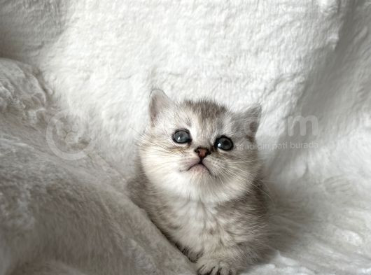 Silver Sadkan British Shorthair görsel