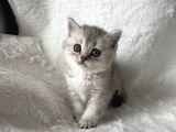 Silver Sadkan British Shorthair