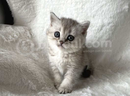Silver Sadkan British Shorthair görsel