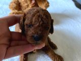 Toy Poodle Yavrulari Di̇şi̇ Erkek