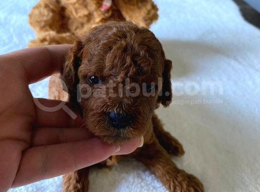 Toy Poodle Yavrulari Di̇şi̇ Erkek görsel