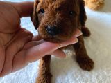 Toy Poodle Yavrulari Di̇şi̇ Erkek