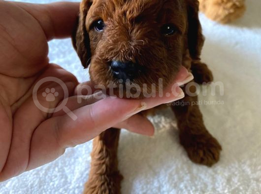 Toy Poodle Yavrulari Di̇şi̇ Erkek görsel