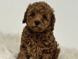 Mini Boy Puppy Kıpkırmızı Red Tooy Poodle 