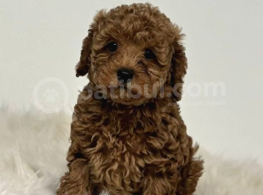Mini Boy Puppy Kıpkırmızı Red Tooy Poodle  görsel
