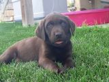 Labrador Si̇yah Şampanya Ve Çi̇kolata Bebekler