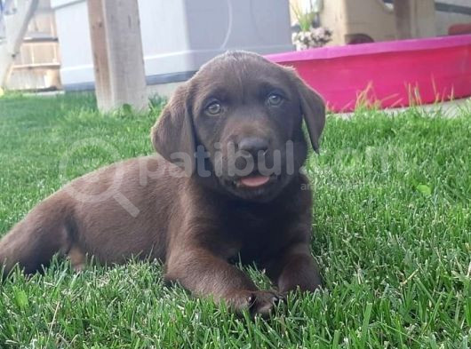 Labrador Si̇yah Şampanya Ve Çi̇kolata Bebekler görsel