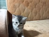 Kendi Kedimizin Yavruları