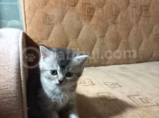 Kendi Kedimizin Yavruları görsel