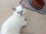 Kendi kedimizin yavruları