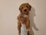 Sevecen Malti̇poo Yavrumuz