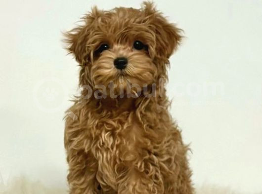 Mini Boy Puppy Kıpkırmızı Red Tooy Poodle 