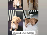 SEVECEN MALTİPOO YAVRUMUZ