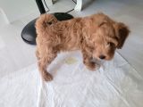 Sevecen Malti̇poo Yavrumuz