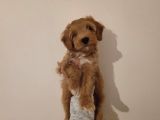 Sevecen Malti̇poo Yavrumuz