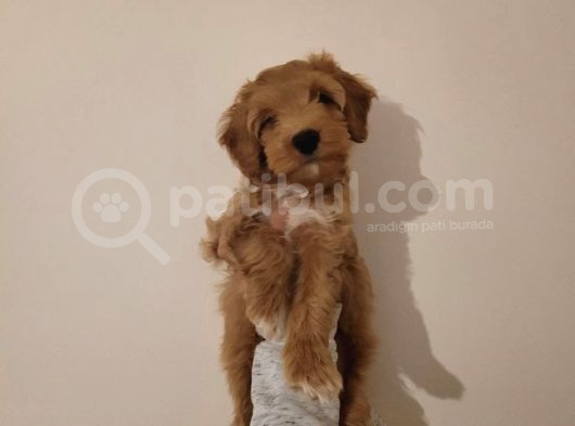 Sevecen Malti̇poo Yavrumuz görsel