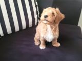 Sevecen Malti̇poo Yavrumuz