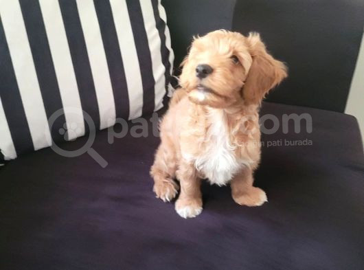 Sevecen Malti̇poo Yavrumuz görsel
