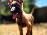 Belçika kurdu Malinois Yavruları