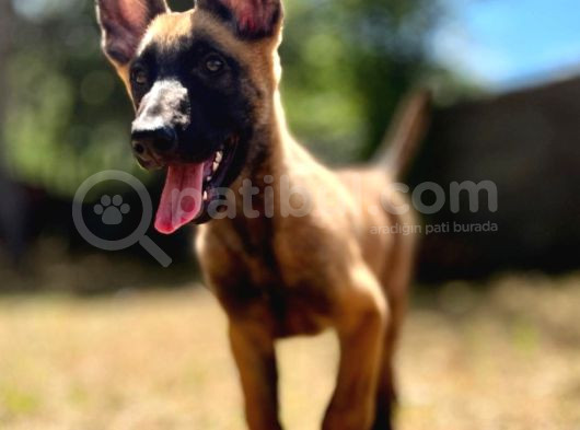 Belçika Kurdu Malinois Yavruları