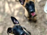 Belçika Kurdu Malinois Yavruları