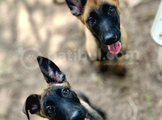 Belçika Kurdu Malinois Yavruları görsel