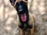 Belçika Kurdu Malinois Yavruları