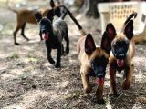 Belçika Kurdu Malinois Yavruları