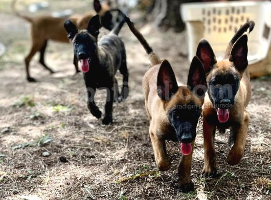 Belçika Kurdu Malinois Yavruları görsel