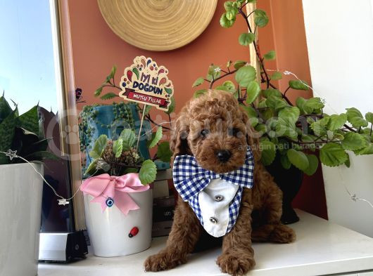 Ev Doğumu Safkan Poodle Yavrular görsel