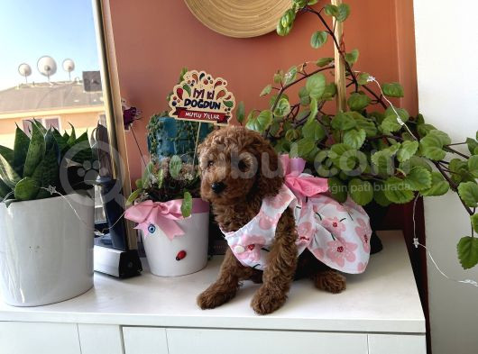 Bizim Bebişleri Görmeden Karar Vermeyin görsel