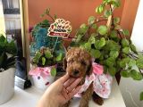 Ev Doğumu Safkan Poodle Yavrular