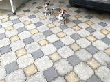 Jack Russel Yavru Kısa Bacak