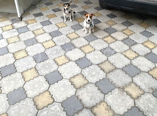 Jack Russel Yavru Kısa Bacak görsel