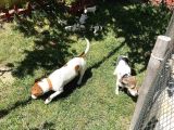Jack Russel Yavru Kısa Bacak