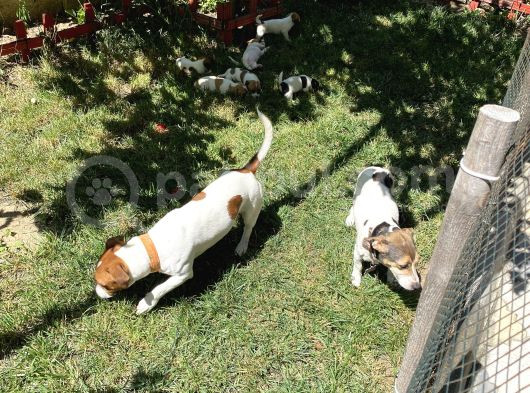 Jack Russel Yavru Kısa Bacak görsel