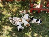 jack Russel yavru kısa bacak