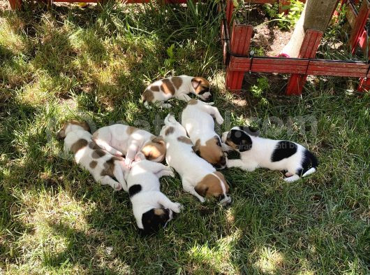 Jack Russel Yavru Kısa Bacak