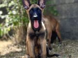 Yavru malinois
