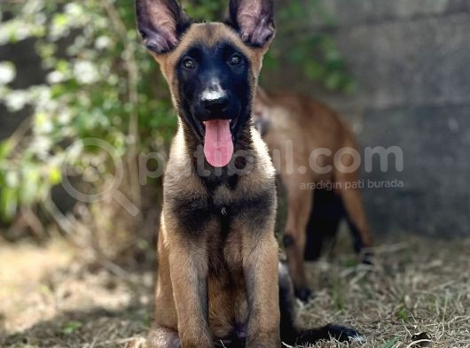 Yavru Malinois