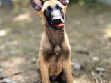 Yavru Malinois