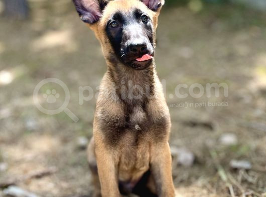 Yavru Malinois görsel