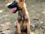 Yavru Malinois