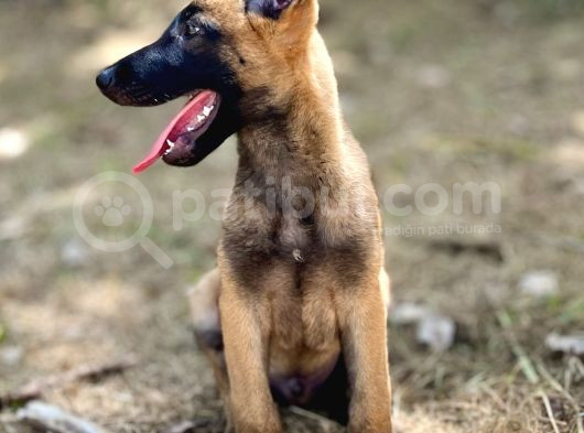 Yavru Malinois görsel