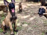 Yavru Malinois