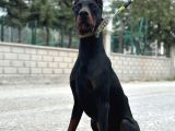 9 Aylık Erkek Estetikli Dobermann