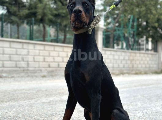 9 aylık erkek estetikli dobermann
