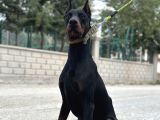 9 Aylık Erkek Estetikli Dobermann