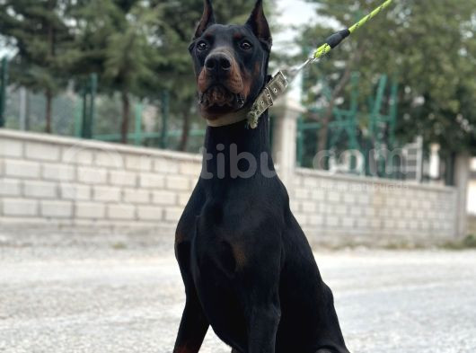 9 Aylık Erkek Estetikli Dobermann görsel
