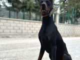 9 Aylık Erkek Estetikli Dobermann